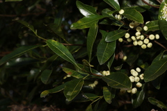 Acronychia oblongifolia