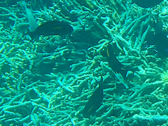 Acanthurus olivaceus