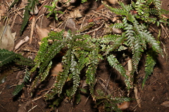 Adiantum hispidulum
