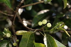 Acronychia oblongifolia