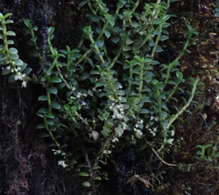 Fernandezia