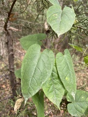 Gonolobus suberosus