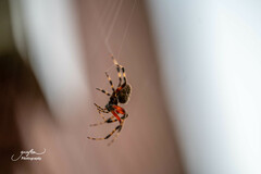Neoscona crucifera