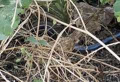 Plestiodon skiltonianus