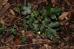 Solanum capsicoides