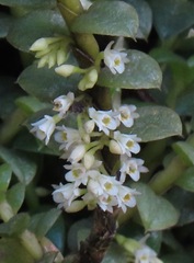 Fernandezia