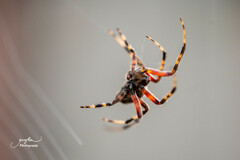 Neoscona crucifera