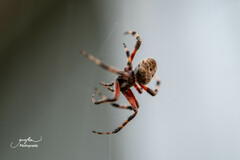 Neoscona crucifera