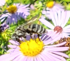 Triepeolus