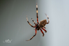 Neoscona crucifera