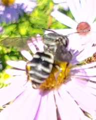 Triepeolus
