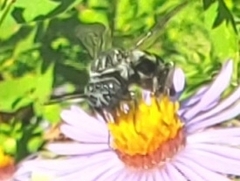 Triepeolus