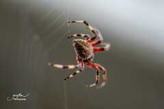 Neoscona crucifera