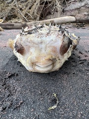 Chilomycterus schoepfii