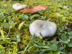 Lactarius chelidonium