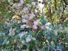 Clematis vitalba