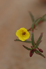 Camissonia dentata