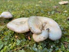 Lactarius chelidonium