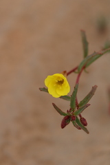 Camissonia dentata