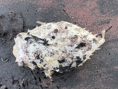 Chilomycterus schoepfii