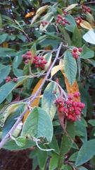 Cotoneaster salicifolius