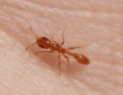Pseudomyrmex seminole