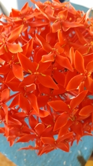 Ixora