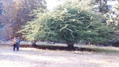 Cotoneaster salicifolius