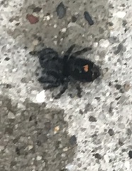 Phidippus audax