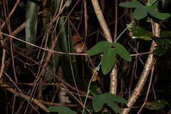 Passiflora subpeltata