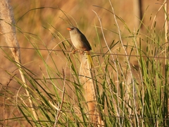 Embernagra platensis
