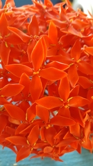 Ixora