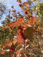 Viburnum opulus americanum