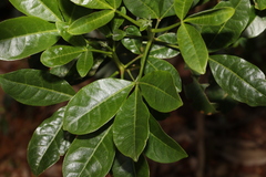 Melicope micrococca