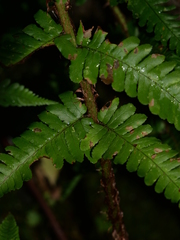 Dryopteris affinis borreri