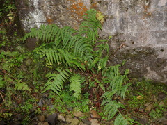 Dryopteris affinis borreri