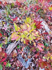 Vaccinium cespitosum
