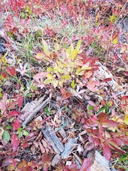 Vaccinium cespitosum