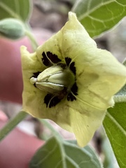 Physalis cinerascens