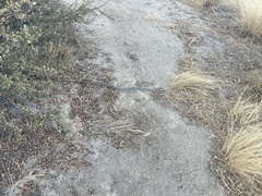 Coluber constrictor mormon