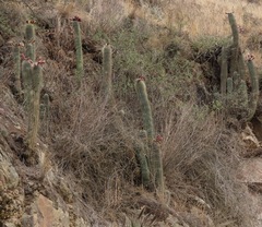 Trichocereus bertramianus