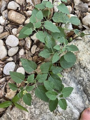 Physalis cinerascens