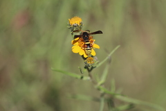 Megapterocheilus