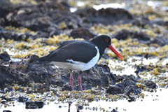 Haematopus longirostris