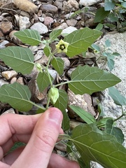 Physalis cinerascens