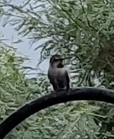 Archilochus alexandri