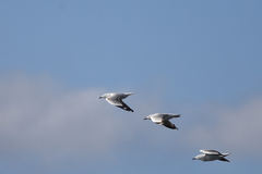 Chroicocephalus novaehollandiae novaehollandiae