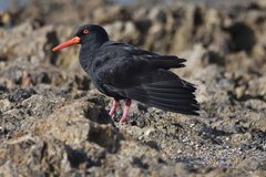 Haematopus fuliginosus