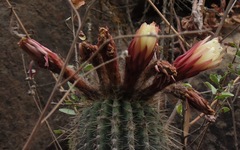 Trichocereus bertramianus