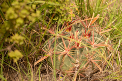 Ferocactus latispinus